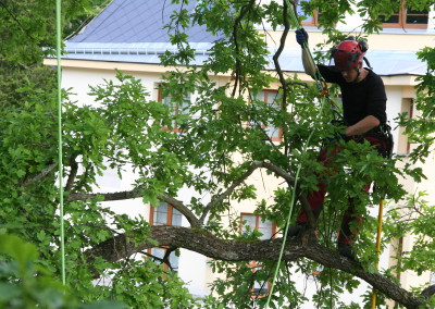 Ošetření stromů zdarma