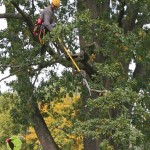 Zdravotní řez na jasanech Datel odborná péče o stromy (10)