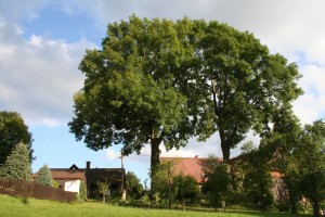 Zdravotní řez na jasanech Datel odborná péče o stromy (2)