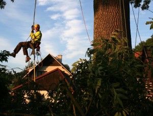 Zdravotní řez na jasanech Datel odborná péče o stromy (3)