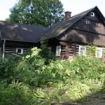 Zdravotní řez na jasanech Datel odborná péče o stromy (6)
