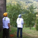 Zdravotní řez na jasanech Datel odborná péče o stromy (7)