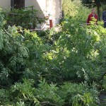 Zdravotní řez na jasanech Datel odborná péče o stromy (8)