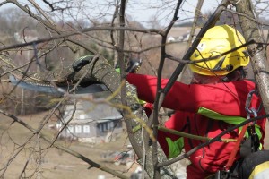 Zdravotní řez na lípě v Křižlicích (4)