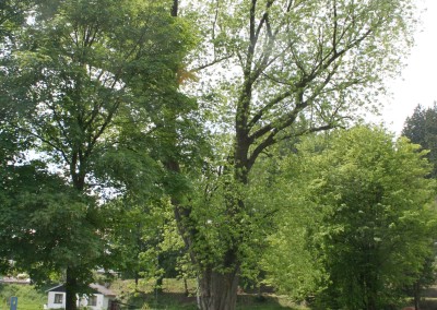 Ošetření stromu zdarma