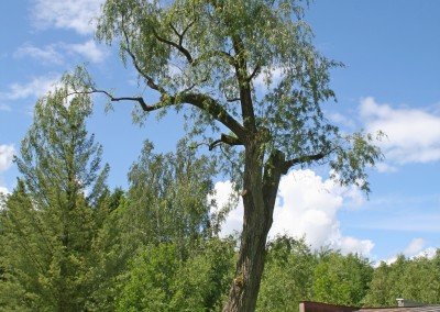 Ošetření stromů ZŠ Komenského Jilemnice