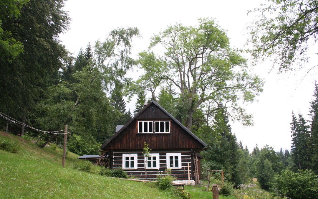 Zdravotní řez jasanu na Třídomí