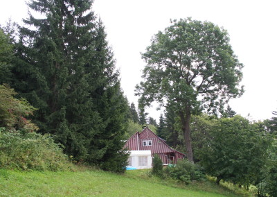 Před prořezem