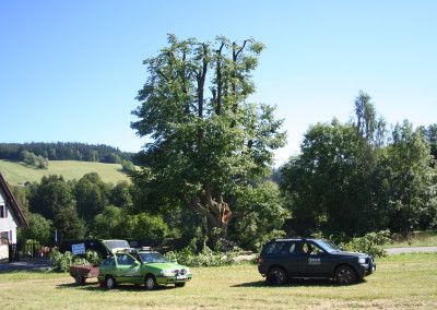 Ošetření památné lípy Rokytnice nad Jizerou