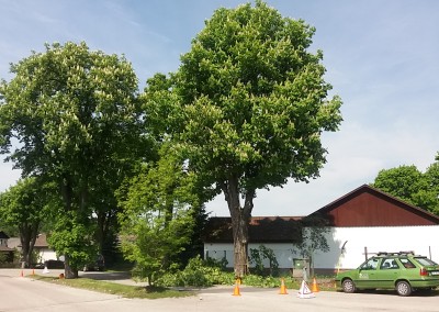 Ošetření stromů pro obec Kunčice nad Labem